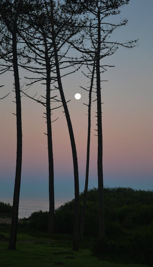 Silhouette of Trees on Green Grass