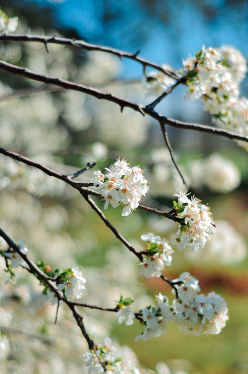 White Cherry Blossoms in Bloom 