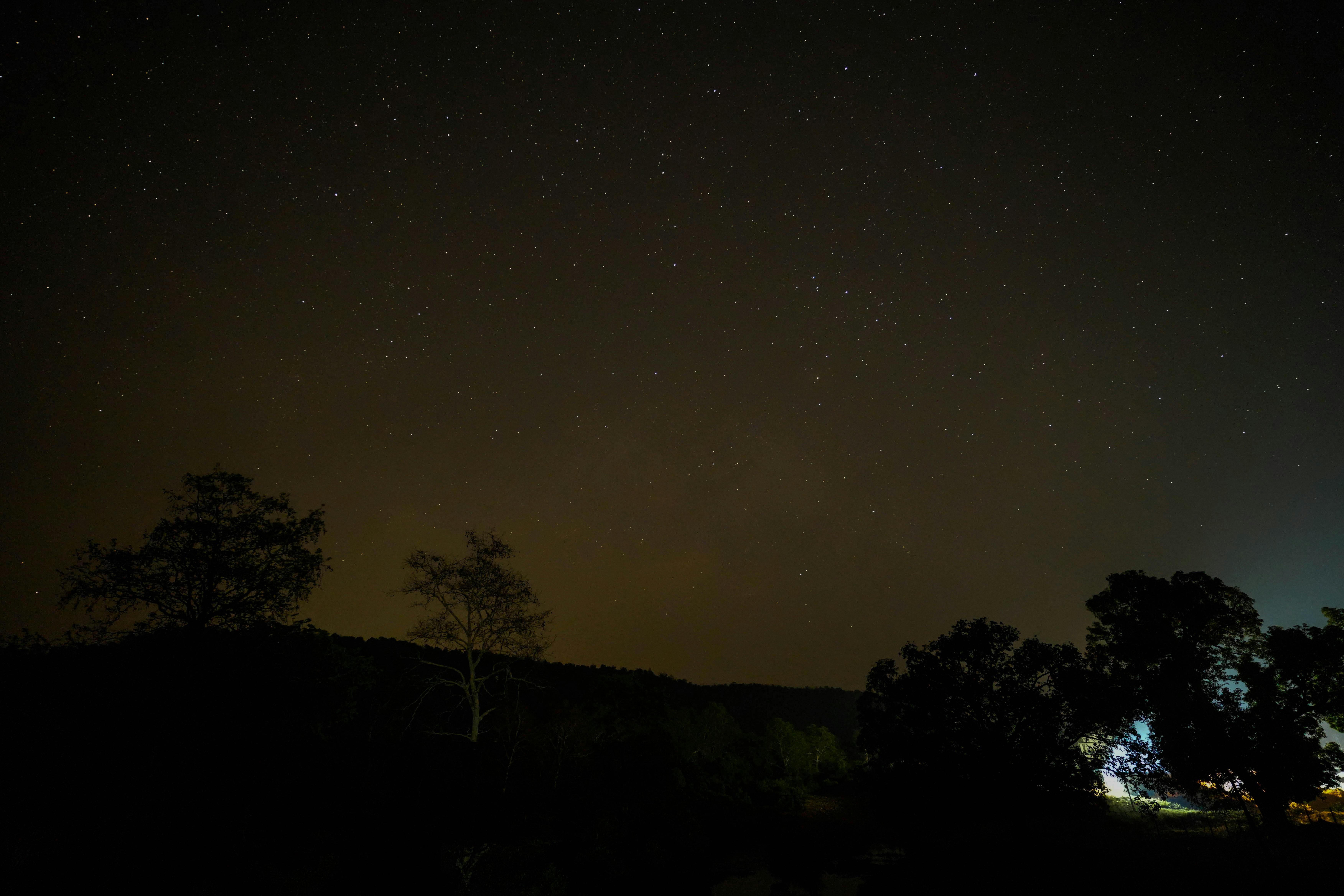 Green Trees during Night Time · Free Stock Photo