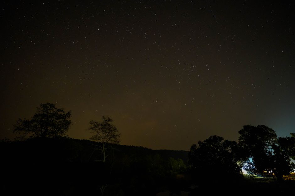 Tree During Night Green Trees during Night Time · Free Stock Photo