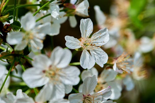Gratuit Imagine de stoc gratuită din a închide, flori albe, flori de cireș Fotografie de stoc