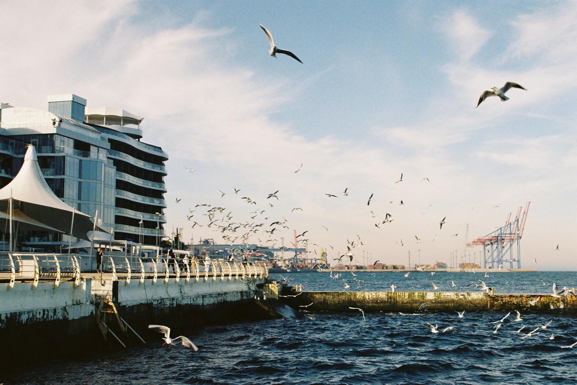 A vibrant view of seagulls flying over the harbor in Odessa, Ukraine, with modern architecture and port cranes in the background.