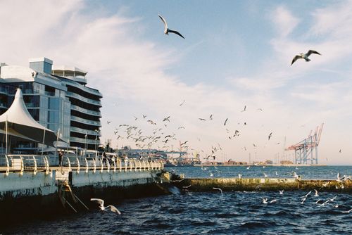 Free A vibrant view of seagulls flying over the harbor in Odessa, Ukraine, with modern architecture and port cranes in the background. Stock Photo