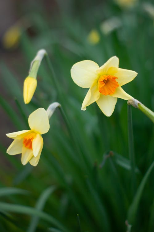 Daffodils in Bloom