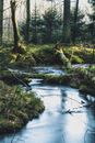 A Placid Creek in the Middle of the Forest