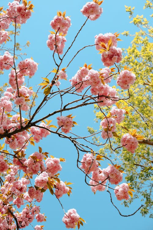 A Pink Flowers in Full Bloom on a Tree Branches