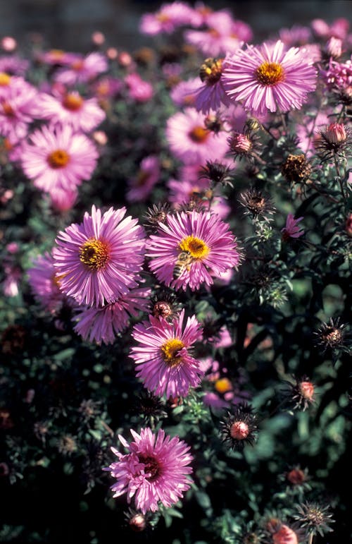 Pink Flowers in Bloom 