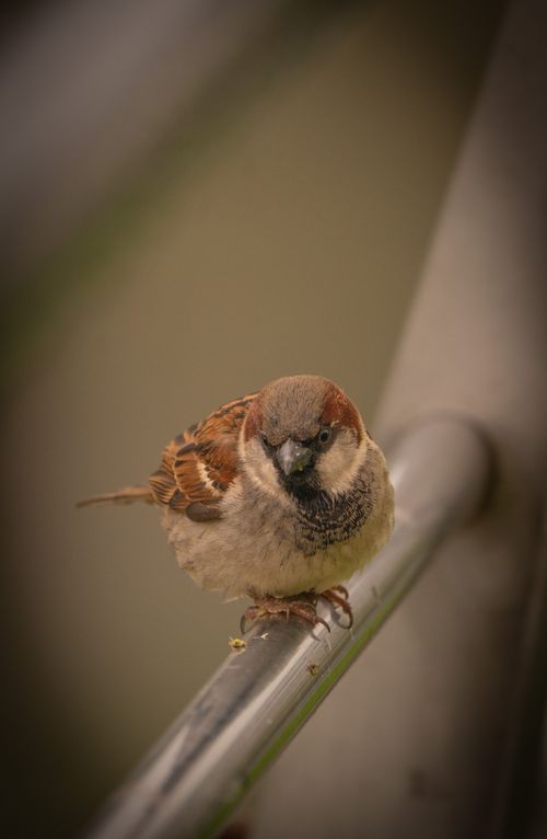 Free Detailed shot of a sparrow perched on a metal rod with a blurred background. Stock Photo