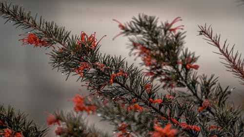 Pine Leaves with Red Flowers 