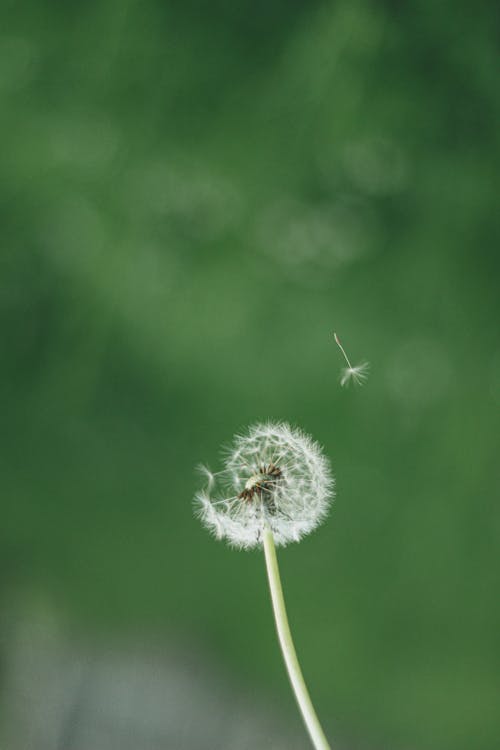 Free Close-Up Shot of a White Common Dandelion Stock Photo
