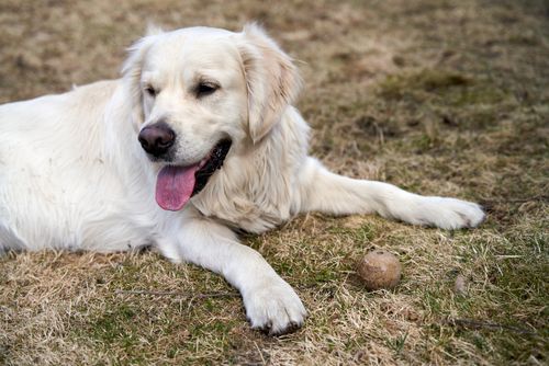 Free A golden retriever dog lying on grass enjoying a sunny day outdoors. Stock Photo