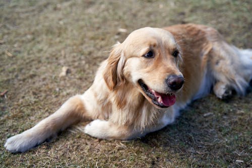 A Golden Retriever on the Grass 