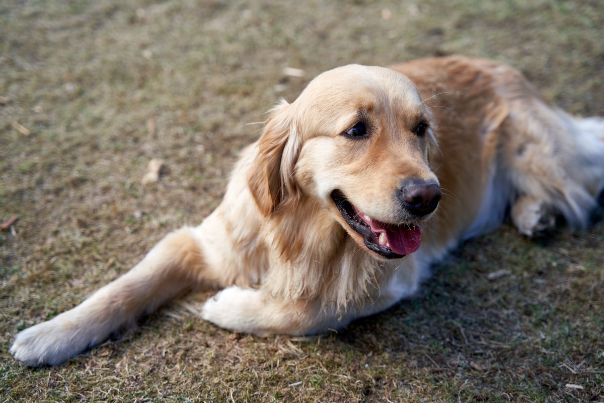 Dog Diarrhea: Causes, When to Worry, What to Do