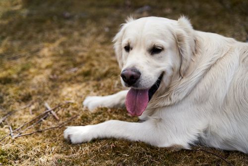Free Golden Retriever resting on grass, enjoying a peaceful outdoor moment. Stock Photo
