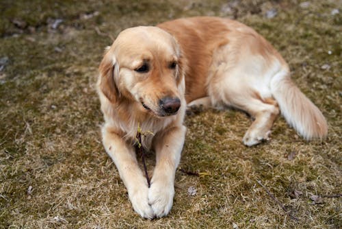 A Dog on the Grass 