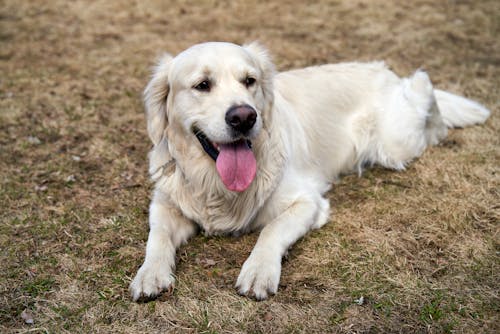 A Golden Retriever on the Grass 