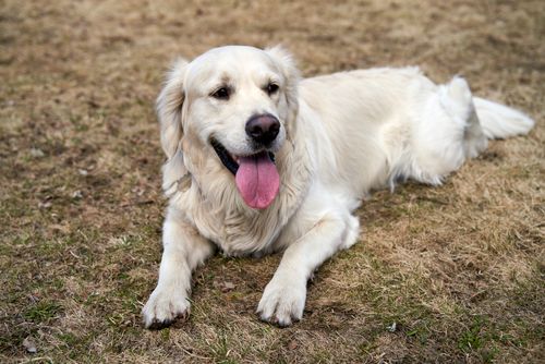 Free Golden Retriever lying on grass outdoors, showcasing its calm and gentle demeanor. Stock Photo