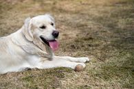 Happy, 2 years old young white golden retriever male is lying on the dry grass with a ball