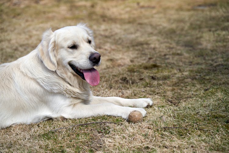 A White Dog Beside A Ball On Brown And Green Grass