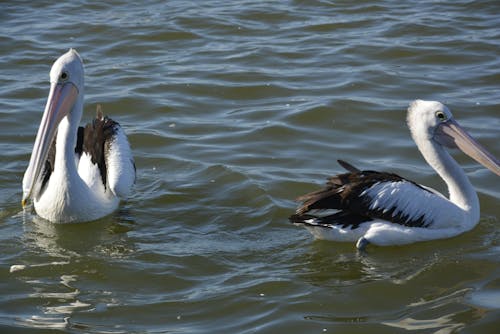 kuş, pelikan içeren Ücretsiz stok fotoğraf