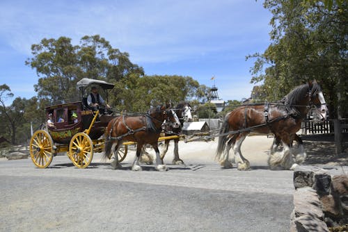 Free stock photo of horses, stagecoach