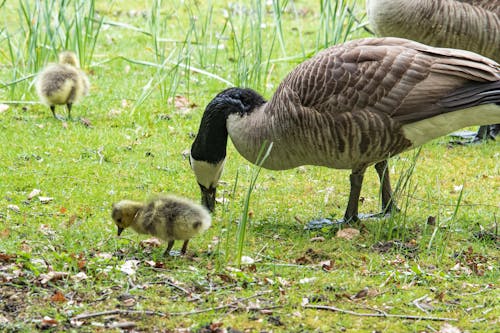 Geese and Ducklings on a Grass Field