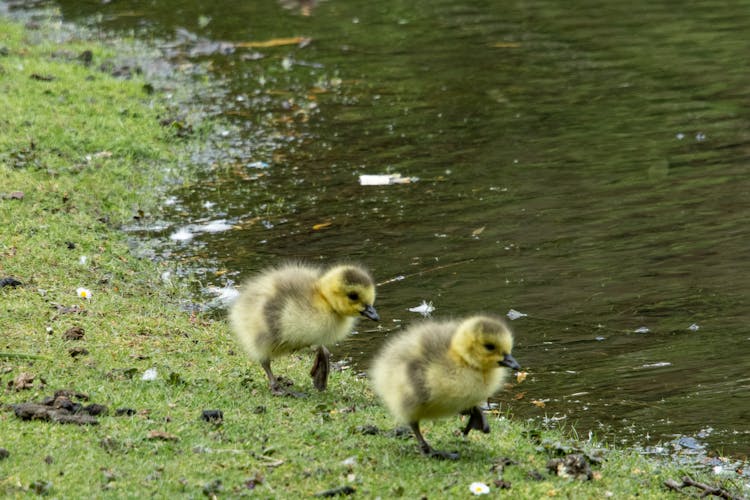 Ducklings Walking Near Body Of Water