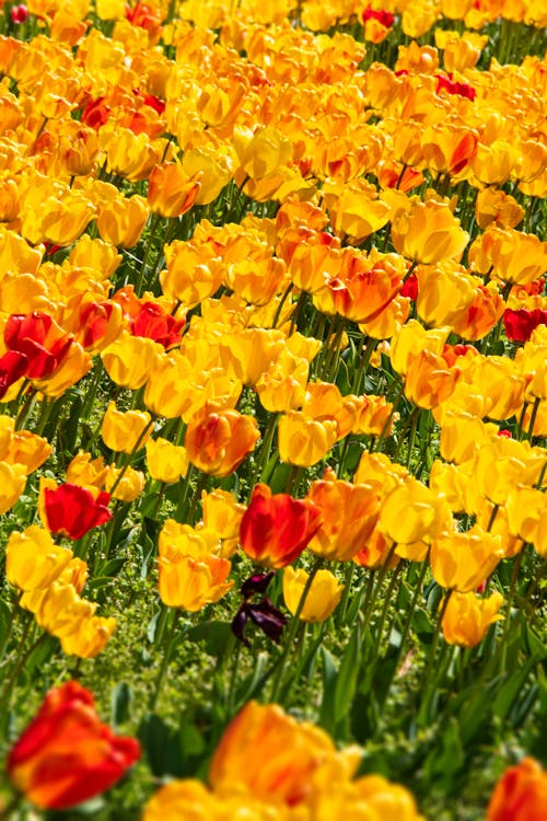Free A Field of Yellow Tulips Stock Photo