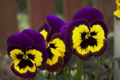 Безкоштовне стокове фото на тему «барвисті квіти, квіти, паркан»