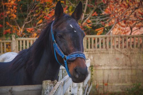 Free Close-up of a black horse with a blue halter in an autumn stable setting. Stock Photo