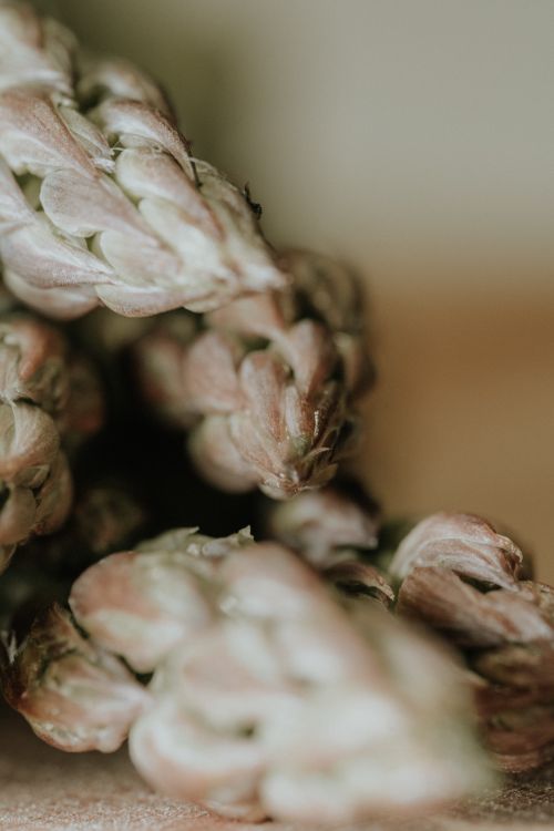 Free A close-up of asparagus tips with a soft focus, highlighting freshness and texture. Stock Photo