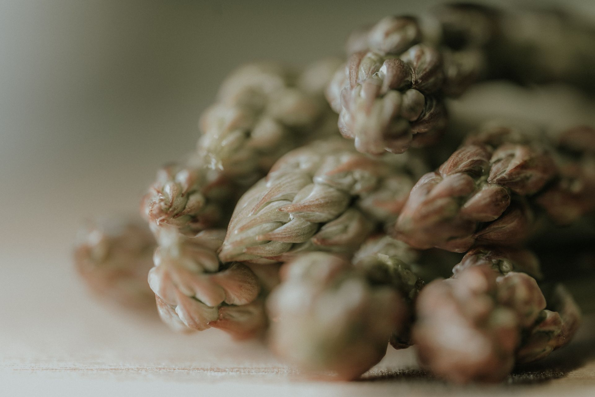 Macro Shot of Asparagus Vegetable