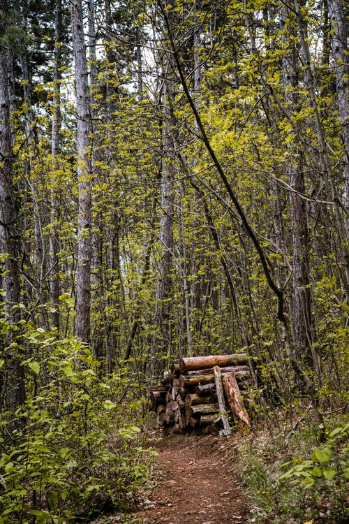 Free Explore a serene forest path lined with tall trees and stacked wooden logs, capturing nature's tranquility. Stock Photo