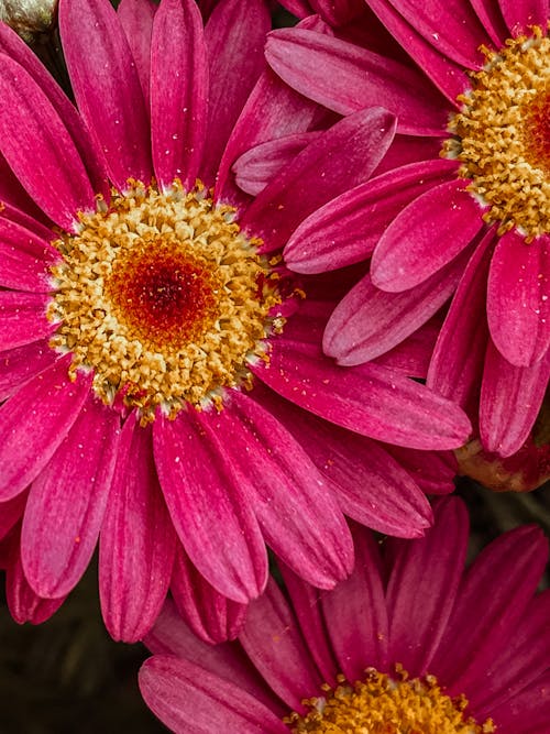 Beautiful Pink Flowers in Macro Shot Photography