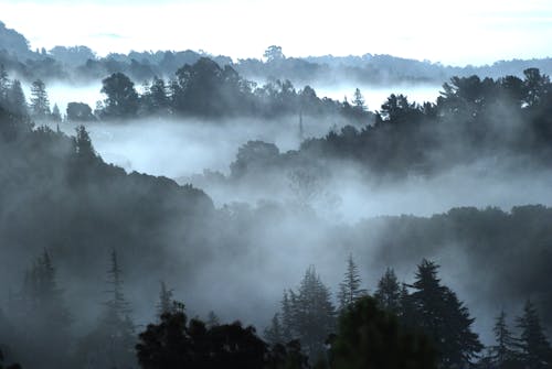 Gratis stockfoto met buiten, dennen, dichte mist