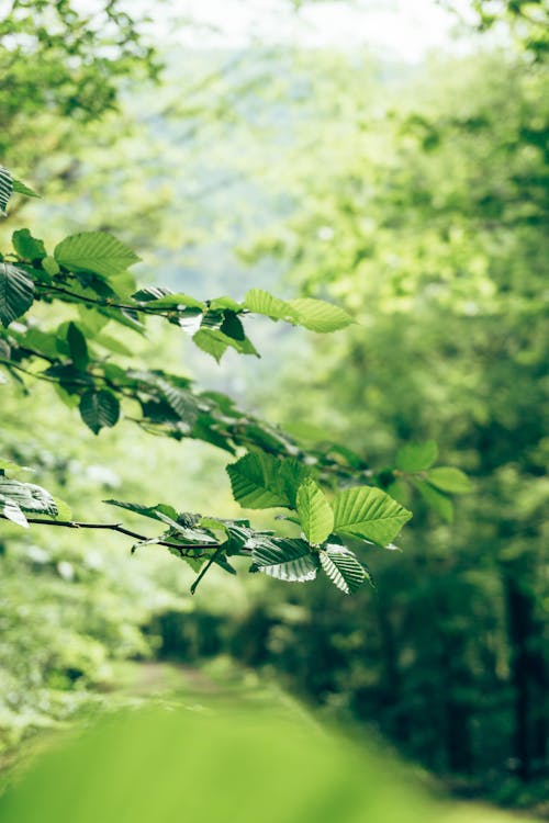 Immagine gratuita di alberi verdi, focus selettivo, foglie verdi