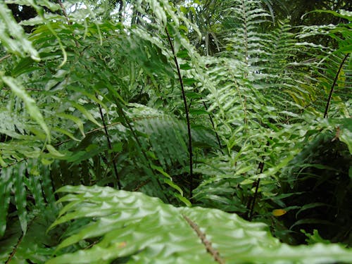 Close-up Shot of Green Fern Plants