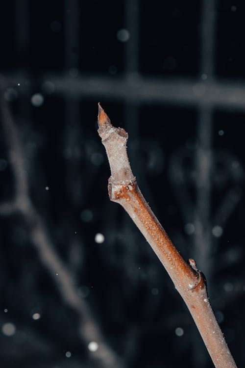 Foto d'estoc gratuïta de afilat, branquilló, enfocament selectiu