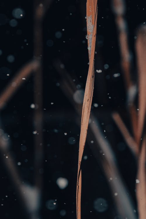 Close-up of Grass in Snow on Black Background