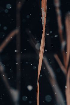 Close-up view of grass with snowflakes falling, captured in a macro shot against a dark background.