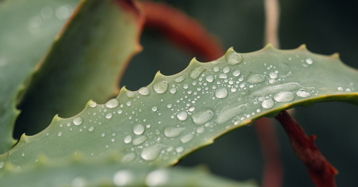 Aloe Vera Plante : Bienfaits Santé 2026