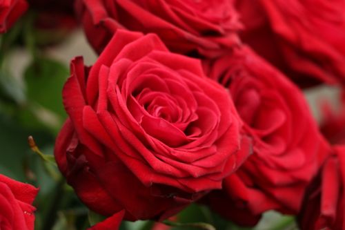 Free Close-up of vibrant red roses in full bloom, showcasing intricate petal details. Stock Photo