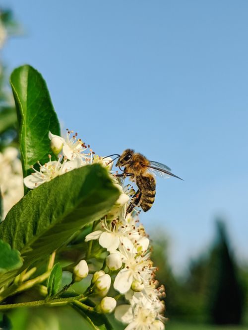 Free Close-up of a honeybee pollinating white flowers against a clear blue sky. Stock Photo