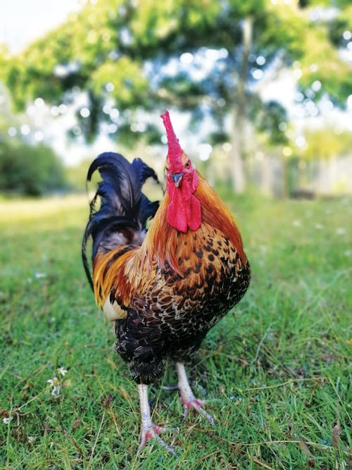 Free Close-Up Shot of a Rooster  Stock Photo