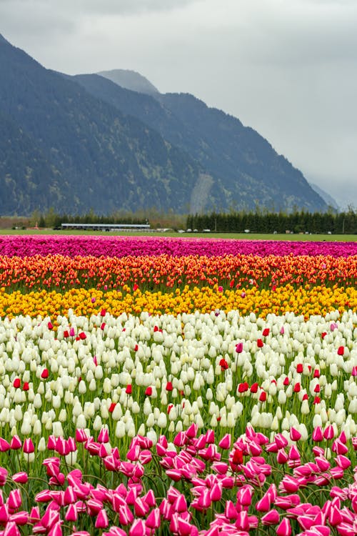 Free A Field of Tulips  Stock Photo