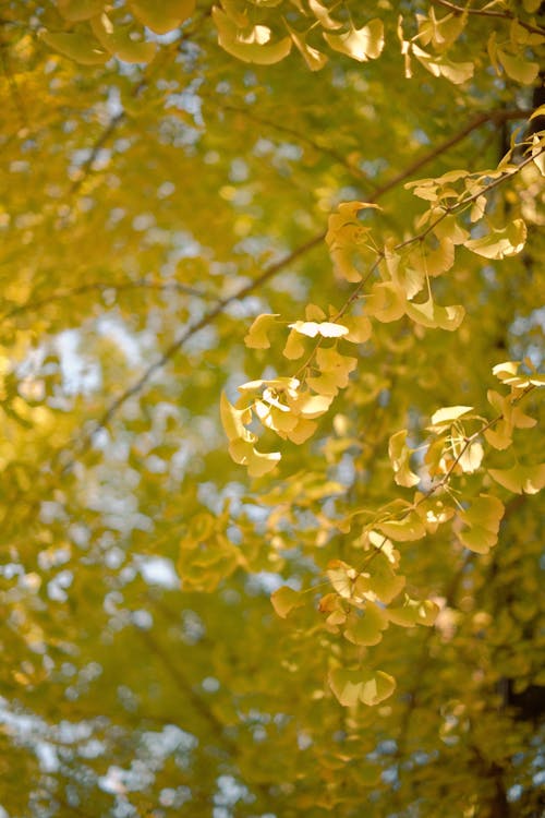 Yellow Leaves on Tree Branches