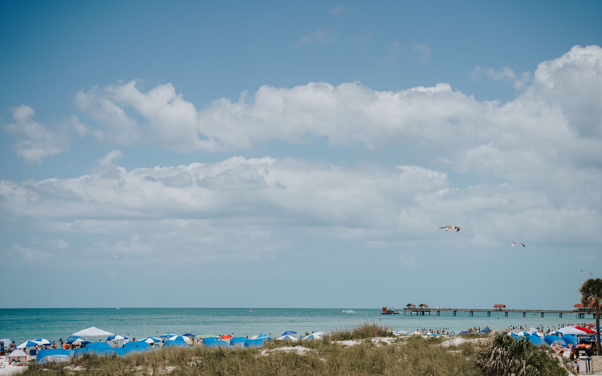 Relaxing scene of Clearwater Beach in Florida with beach umbrellas and a scenic ocean view.