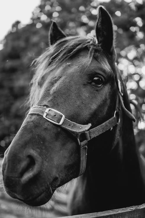 Kostenlos Kostenloses Stock Foto zu pferd, pferdekopf, schwarz und weiß Stock-Foto