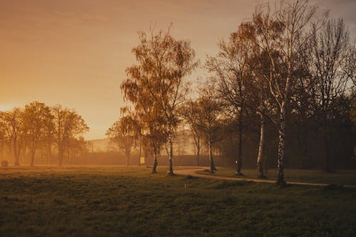 免费 公園, 日出, 樹木 的 免费素材图片 素材图片
