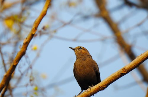 Photos gratuites de animal, bec, branches